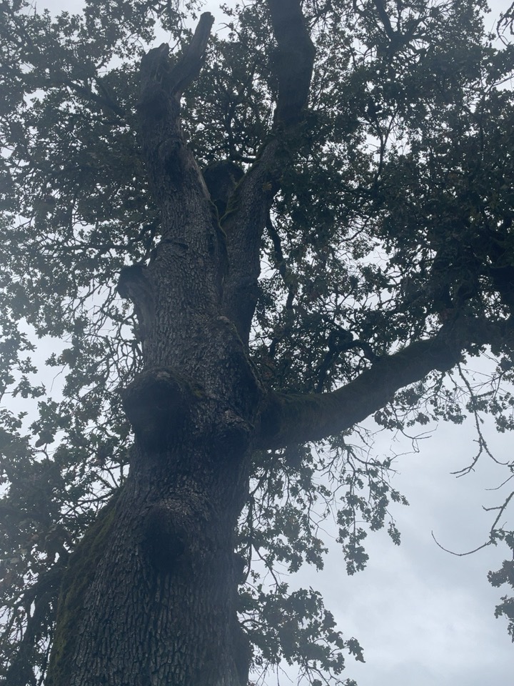 Looking straight up the trunk of the Condon Oak into a canopy of twisted, knotted limbs against a grey sky.