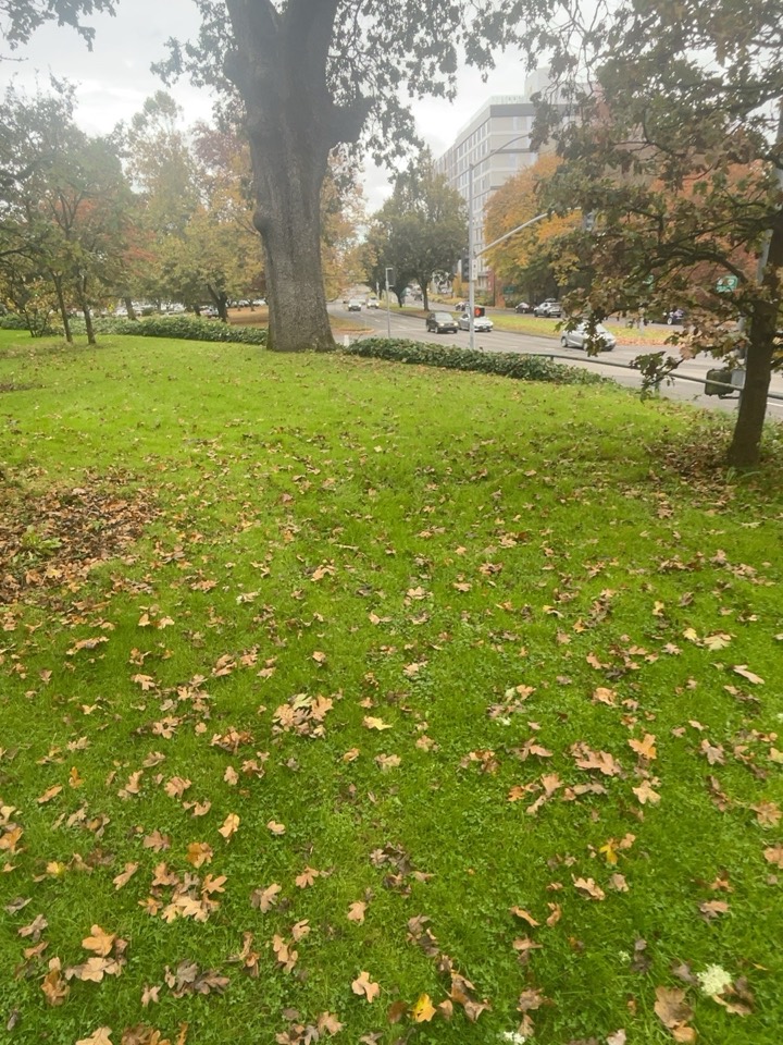 A leaf strewn lawn sloping toward the Condon Oak and Franklin Boulevard.